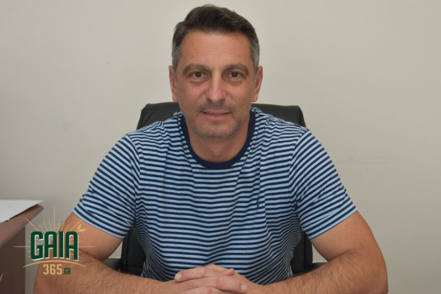 Ηλεία: Νέο βάρος για την υποστελεχωμένη ΔΑΟΚ με το Ελαιοκομικό Μητρώο - Ερωτηματικά και ανησυχία από τον προϊστάμενο Γ. Μικέογλου