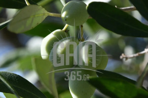 Κραυγή αγωνίας του “Νηλέα” μετά την φετινή καταστροφική χρονιά: “Η ελαιοκαλλιέργεια βιώνει την πλέον κρίσιμη περίοδο”