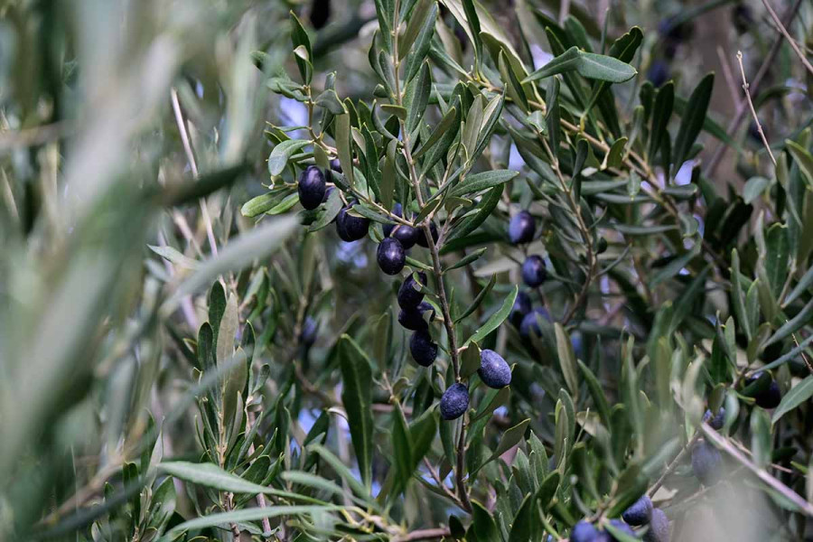 Ξεκινά η εφαρμογή δολωματικών ψεκασμών δακοκτονίας στην ΠΕ Ηλείας