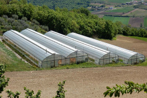 Θερμοκήπια: Το στοίχημα των 3.500 στρεμμάτων και των 10.000 θέσεων εργασίας