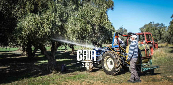 Ηλεία: Ξεκινούν οι δολωματικοί ψεκασμοί για την δακοκτονία
