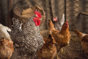 Ανεμοστρόβιλος εξαφάνισε πτηνοτροφική μονάδα στο Καλπάκι - Τοίχοι καταπλάκωσαν 30.000 κοτόπουλα