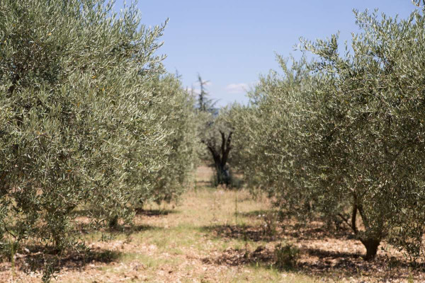 Tουρκία: Μετατρέπει τους ελαιώνες σε ανθρακωρυχεία