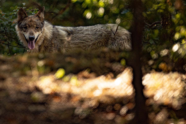 Λαμπέτι: Κατηγορηματικός ο Δασάρχης – «Δεν υπάρχουν λύκοι στην περιοχή»