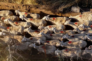 Ευλογιά αιγοπροβάτων: Πάνω από 60.000 αστυνομικοί έλεγχοι και 109 συλλήψεις από τον Οκτώβριο